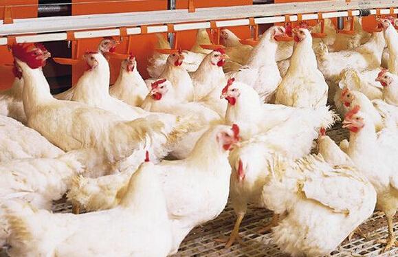 養(yǎng)雞切忌盲目用藥，要以獸醫(yī)的判斷為準