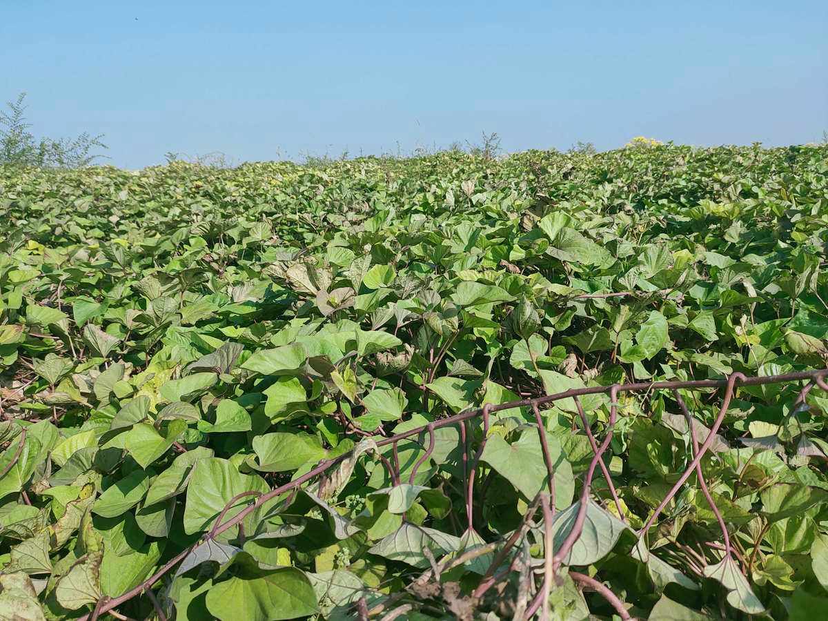 紅薯對環(huán)境的要求和栽種方法