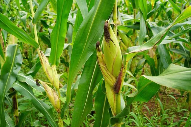 玉米穗期病蟲(chóng)害多 防治辦法要記住